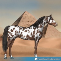 Horse Color:Liver Chestnut Near Leopard