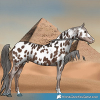 Horse Color:Liver Chestnut Appaloosa 