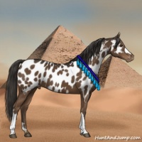 Horse Color:Liver Chestnut Appaloosa