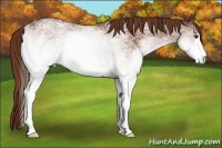 Horse Color:White Spotted Chestnut 