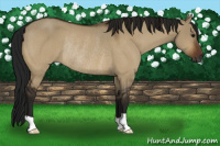 Horse Color:Gray Bay Dun Rabicano 