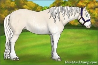 Horse Color:Cremello Sabino  and Cremello Sabino 