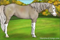 Horse Color:Silver Grullo Splash