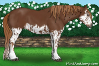 Horse Color:Gray Chestnut Splash Frame  and Gray Chestnut Splash Frame 