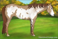 Horse Color:White Spotted Red Dun Frame 