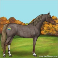 Horse Color:Liver Red Roan 