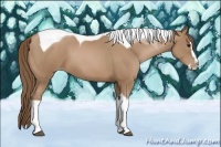 Horse Color:Black Pearl Splash Tobiano 