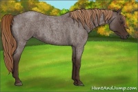 Horse Color:Liver Red Roan