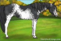 Horse Color:White Spotted Black 