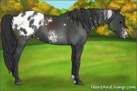 Horse Color:White Spotted Black Blanket