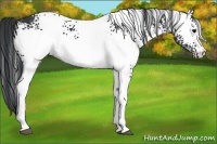 Horse Color:White Spotted Black 