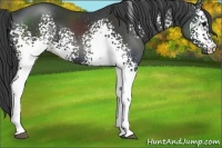 Horse Color:White Spotted Black 