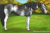 Horse Color:White Spotted Black