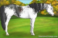 Horse Color:White Spotted Black