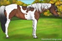 Horse Color:Bay Tobiano 