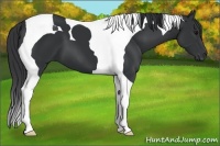 Horse Color:Black Tobiano 