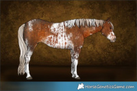 Horse Color:White Spotted Silver Bay Tobiano and Chocolate Palomino Sabino Tobiano Frame