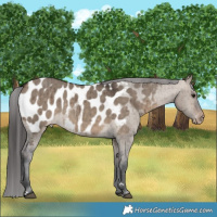 Horse Color:Brown Dun Appaloosa Brindle