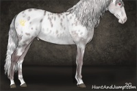 Horse Color:White Spotted Chocolate Silver Grullo Chinchilla Blanket Rabicano 