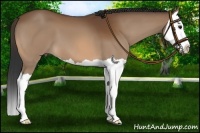 Horse Color:Bay Splash