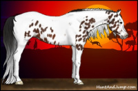 Horse Color:Gray Bay Splash Tobiano Appaloosa