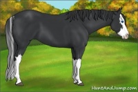 Horse Color:Black Splash