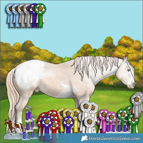 Horse Color:Perlino Appaloosa 