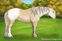 Horse Color:Perlino Appaloosa