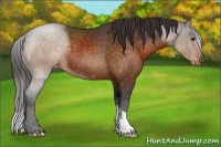 Horse Color:Buckskin Appaloosa
