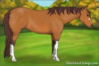 Horse Color:Chocolate Bay 