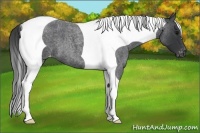 Horse Color:Blue Roan Tobiano Varnish 