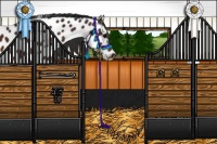 Horse Color:Bay Tobiano Appaloosa 