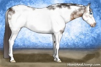 Horse Color:White Spotted Buckskin Frame Appaloosa 