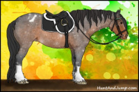 Horse Color:Brown Roan Appaloosa
