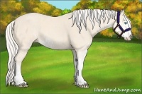 Horse Color:Cremello Sabino and Cremello Sabino