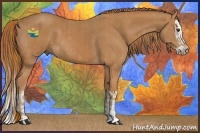 Horse Color:Chestnut  and Chestnut Splash 