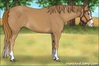 Horse Color:Chestnut Splash 
