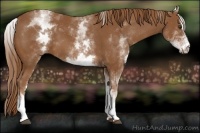 Horse Color:White Spotted Chestnut Sabino 