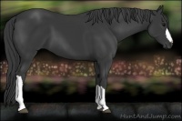Horse Color:Black 