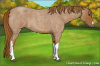 Horse Color:Red Roan 