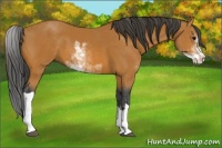 Horse Color:Bay Sabino 