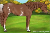 Horse Color:White Spotted Chestnut 