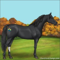Horse Color:Black Sabino 