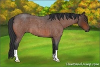 Horse Color:Bay Roan 