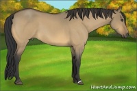 Horse Color:Buckskin Roan Dun 