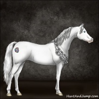 Horse Color:Cremello Dun 