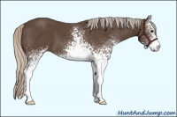 Horse Color:White Spotted Silver Black Sabino 