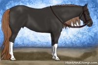 Horse Color:Liver Chestnut 