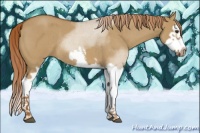 Horse Color:Red Dun Roan Splash Frame Rabicano 