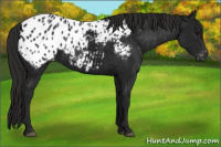 Horse Color:Gray Black Appaloosa 